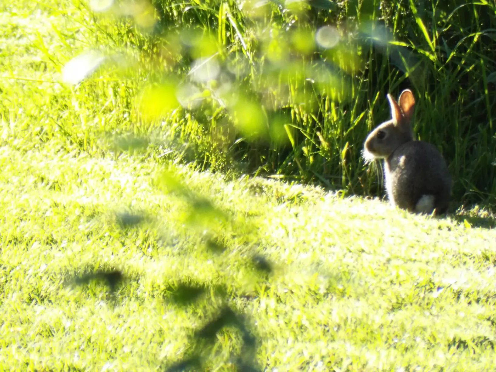 Rabbit at The Blackberries Camping Park