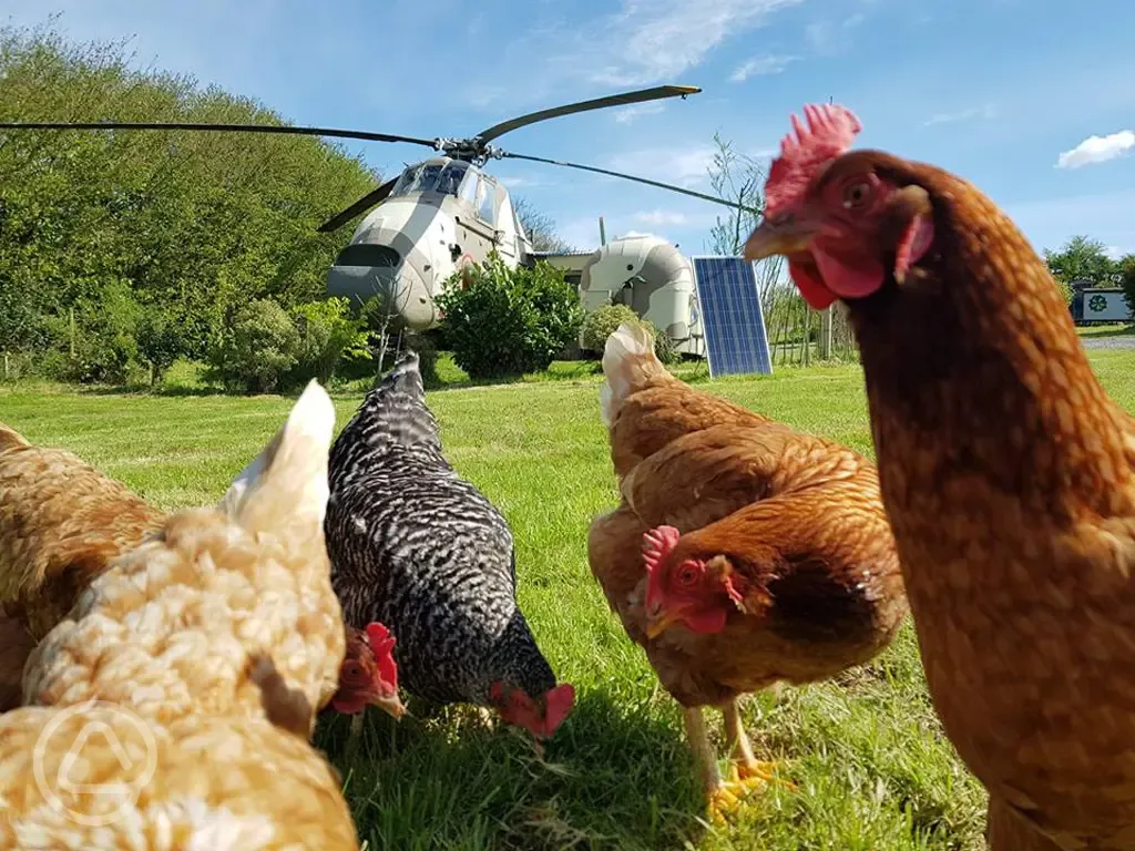 Chickens by helicopter