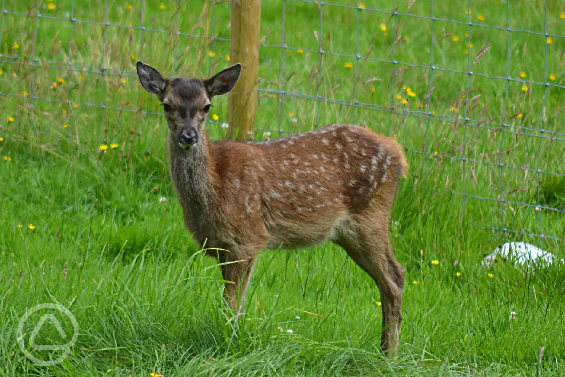 Red deer calf