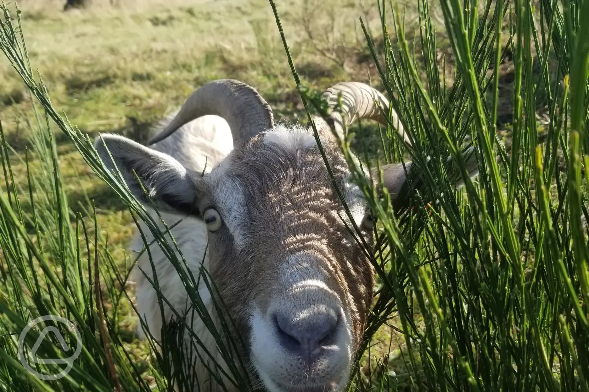 Onsite animals at Barrow Campsite Nairn