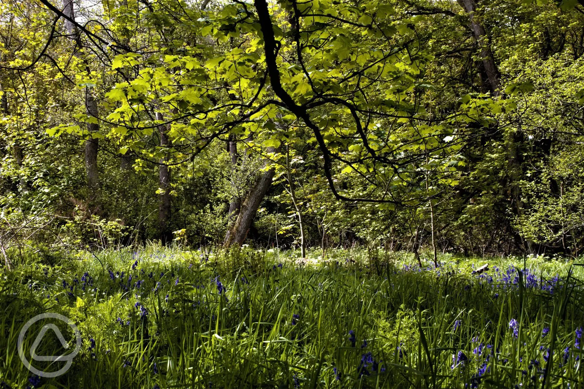 Woodland walks nearby to Barrow Campsite Nairn