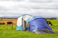 Electric grass pitches