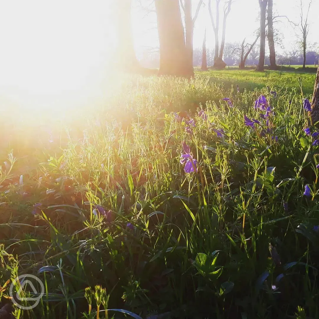 Bluebell woodland