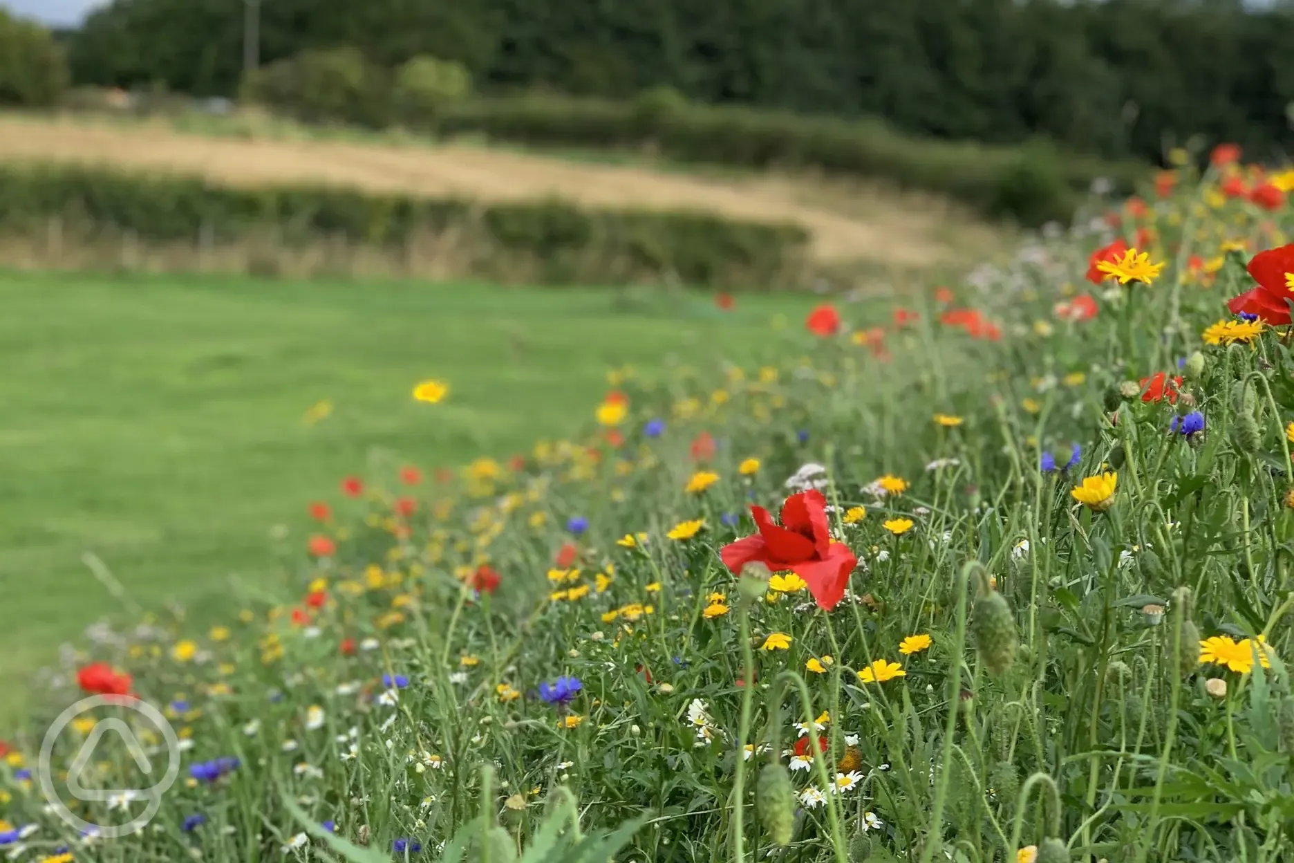 Wild flowers