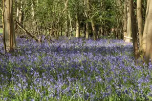 Wolford Wood, Moreton-in-Marsh, Gloucestershire Wolford Wood, Moreton-in-Marsh, Gloucestershire
