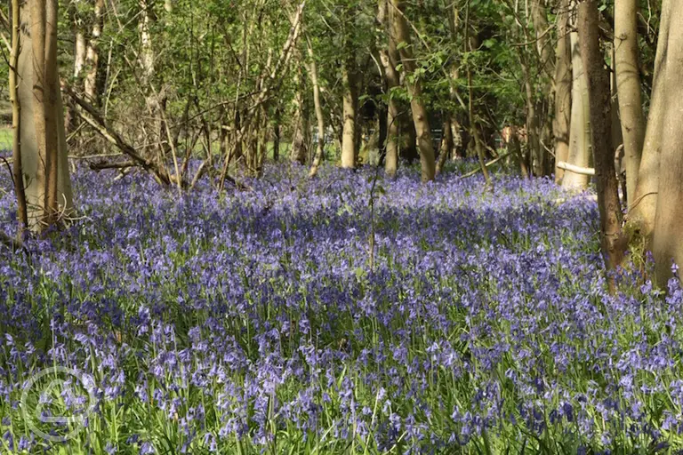 Bluebells onsite