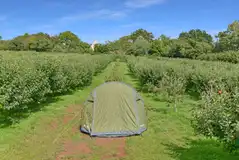 Electric grass pitch set amongst rows of apples trees