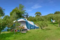 Electric grass pitch set amongst the apple orchard trees