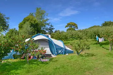 Electric grass pitch set amongst the apple orchard trees