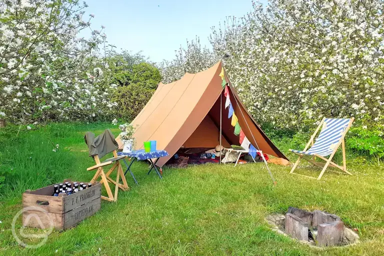 Non electric grass pitch in the apple orchard with a fire pit