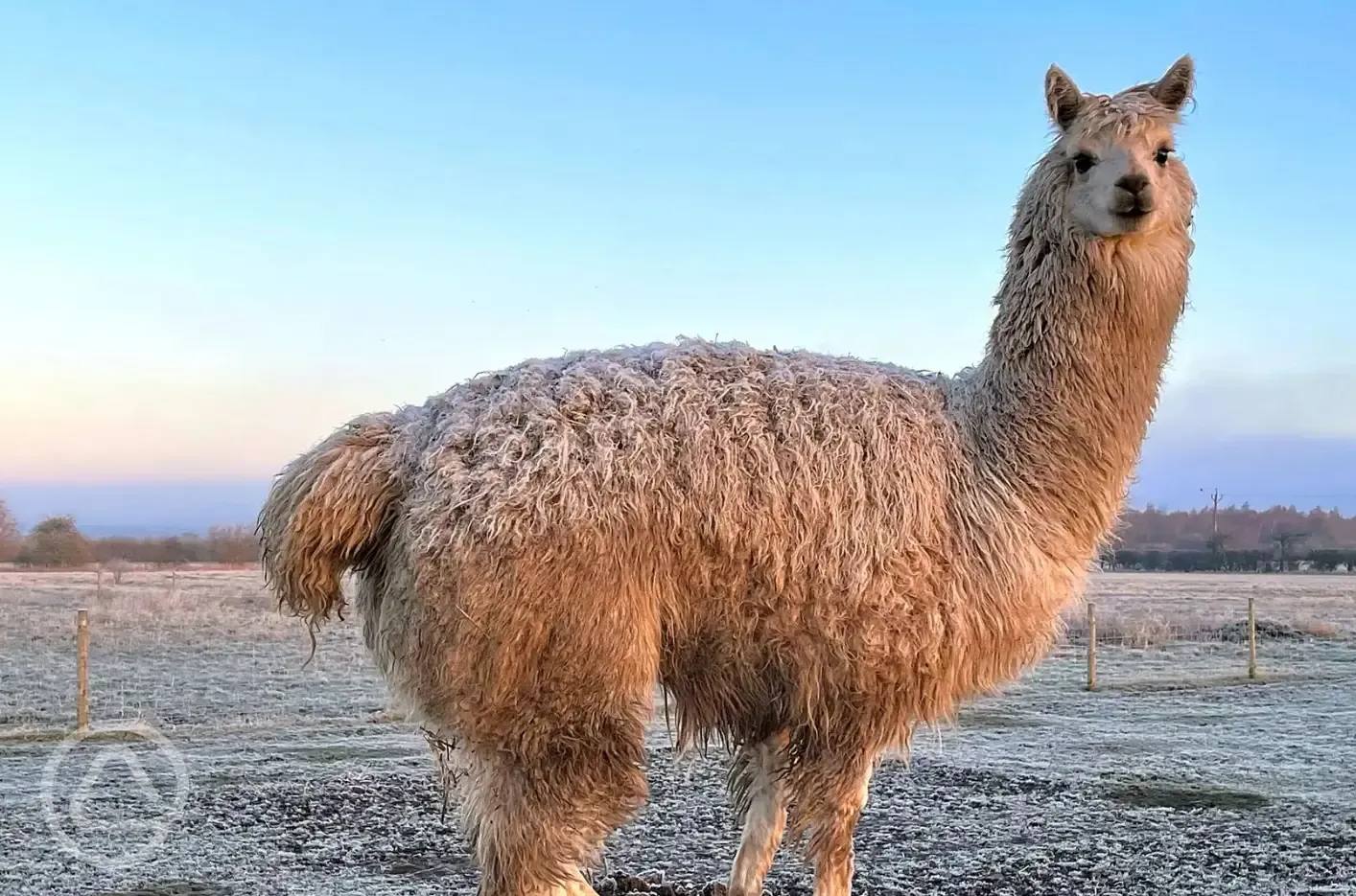 Alpacas