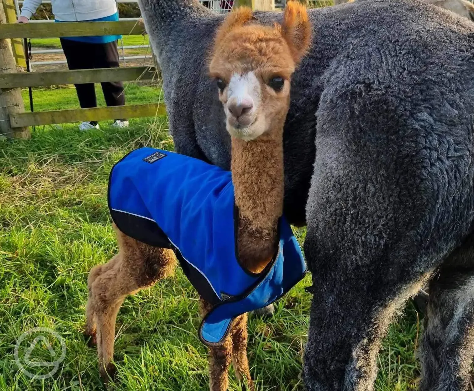 Alpacas