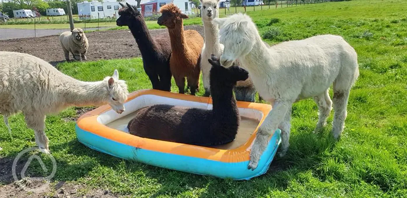 Alpacas