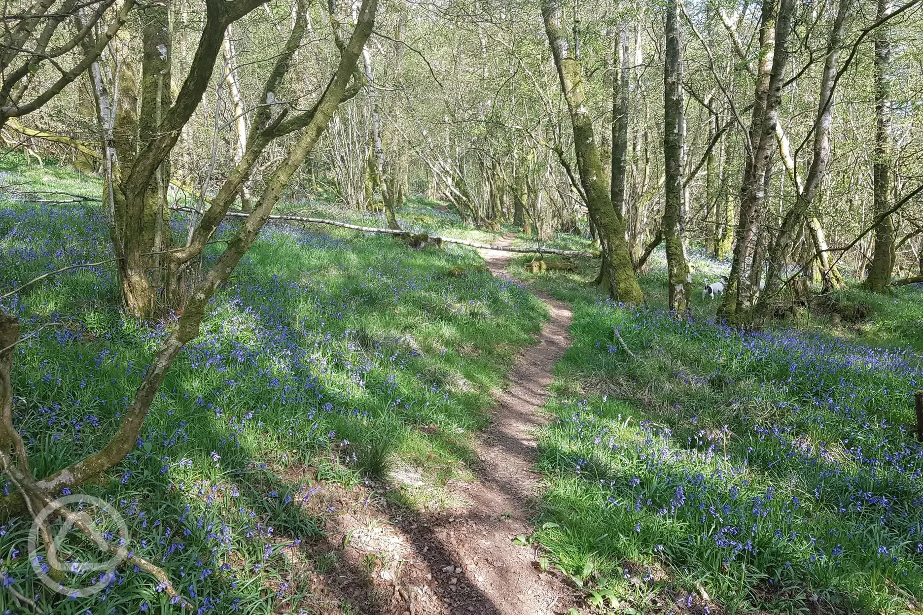 Nearby forest walk. Bluebells in May