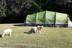 Lambs roaming the non electric grass pitches 