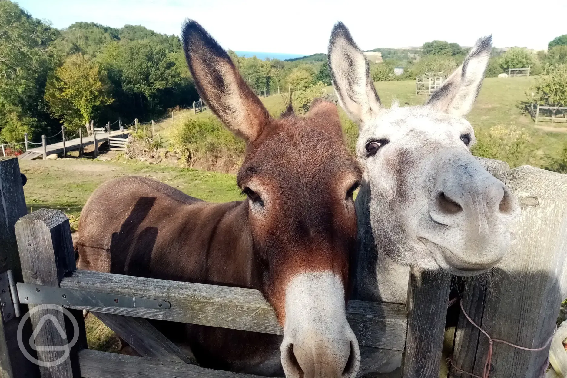 Donkeys