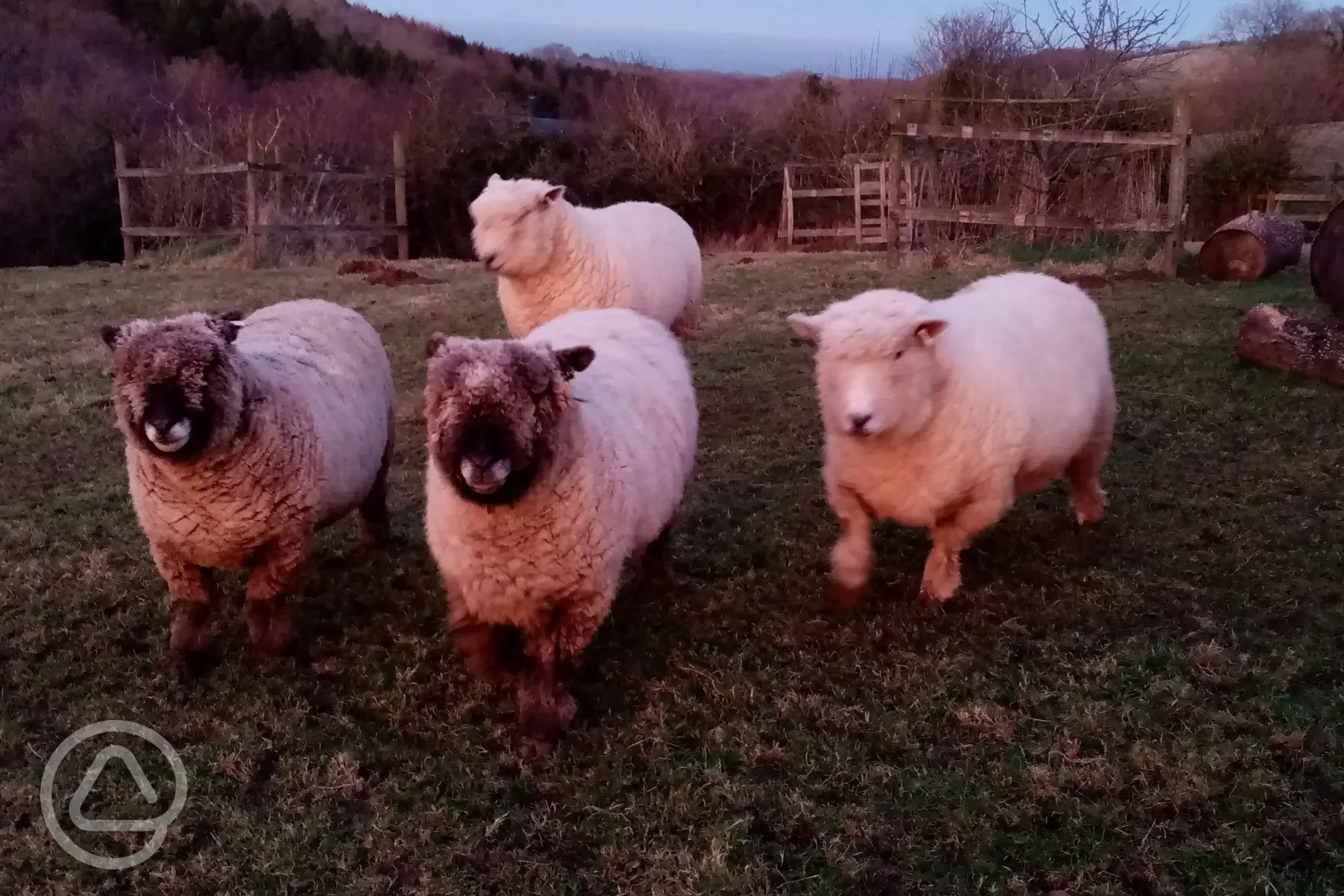 Our pet sheep at sunset