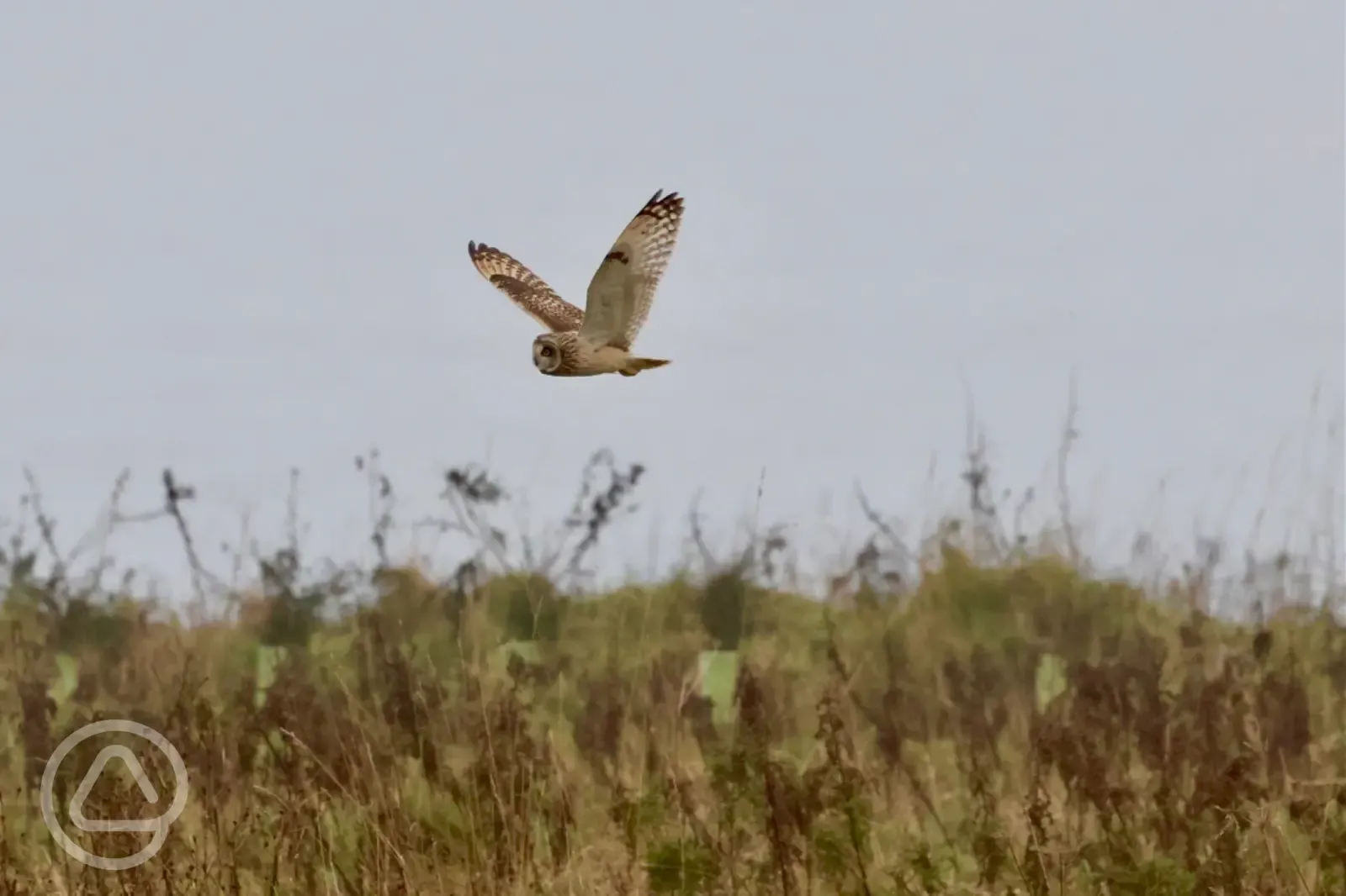 Barn Owl over our meadow