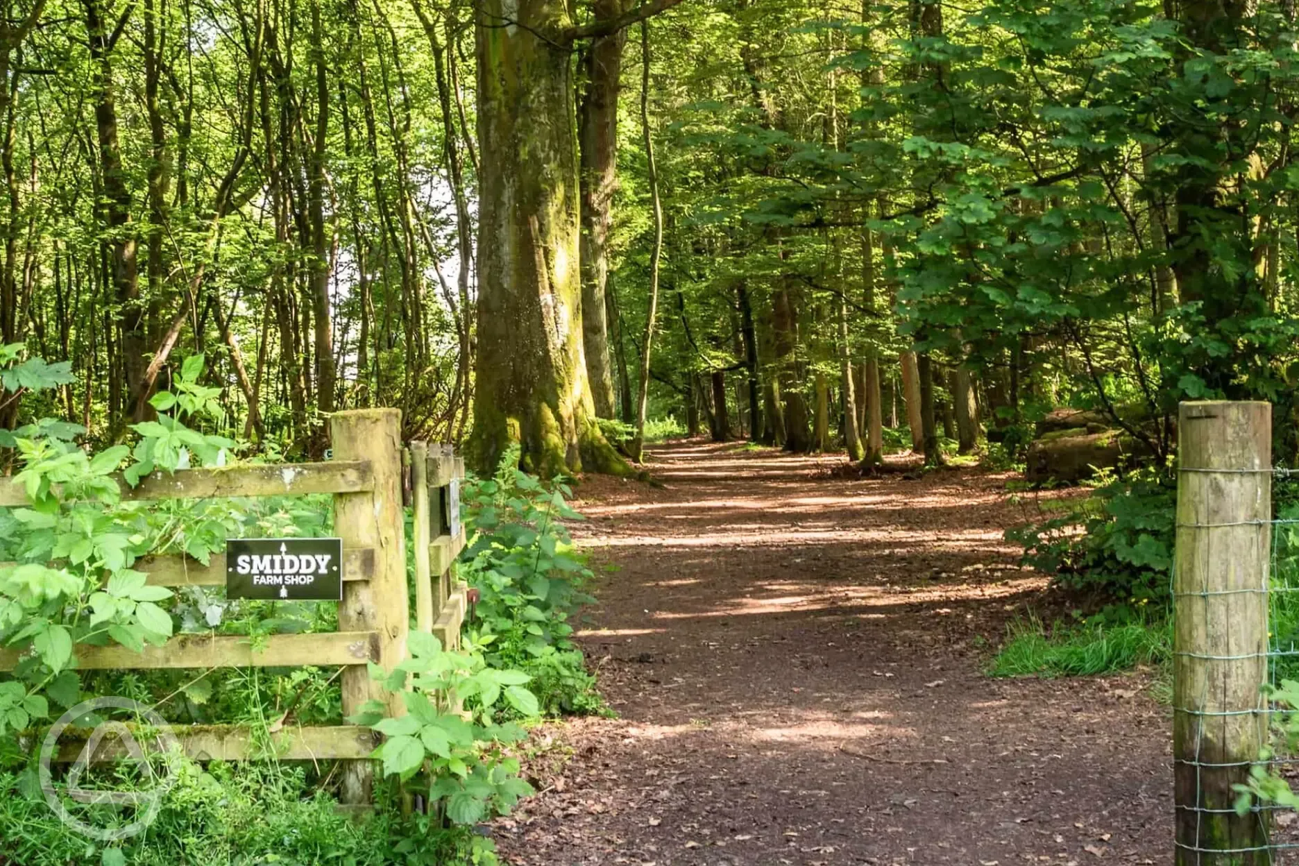 Woodland trail