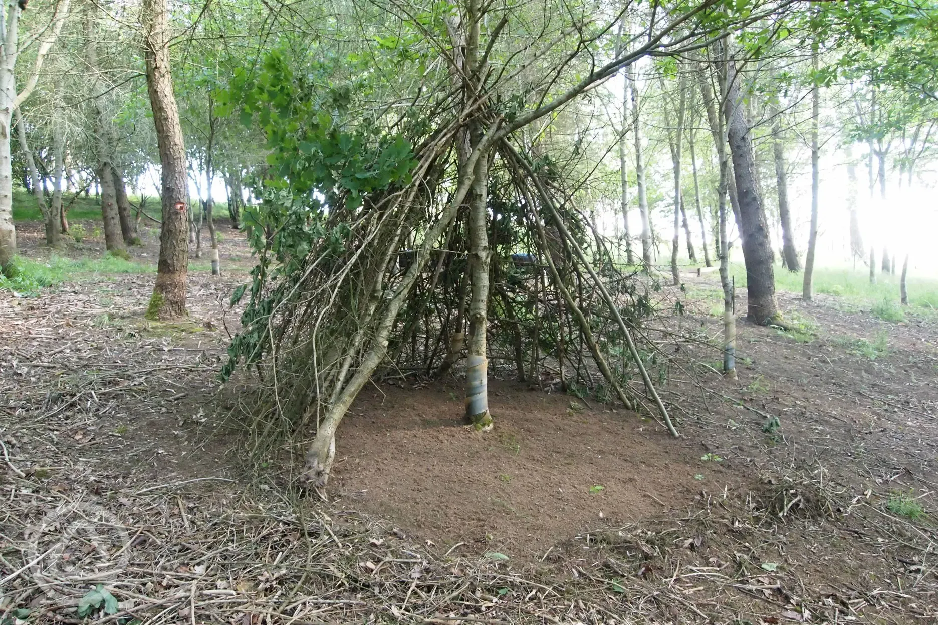 Woodland shelter