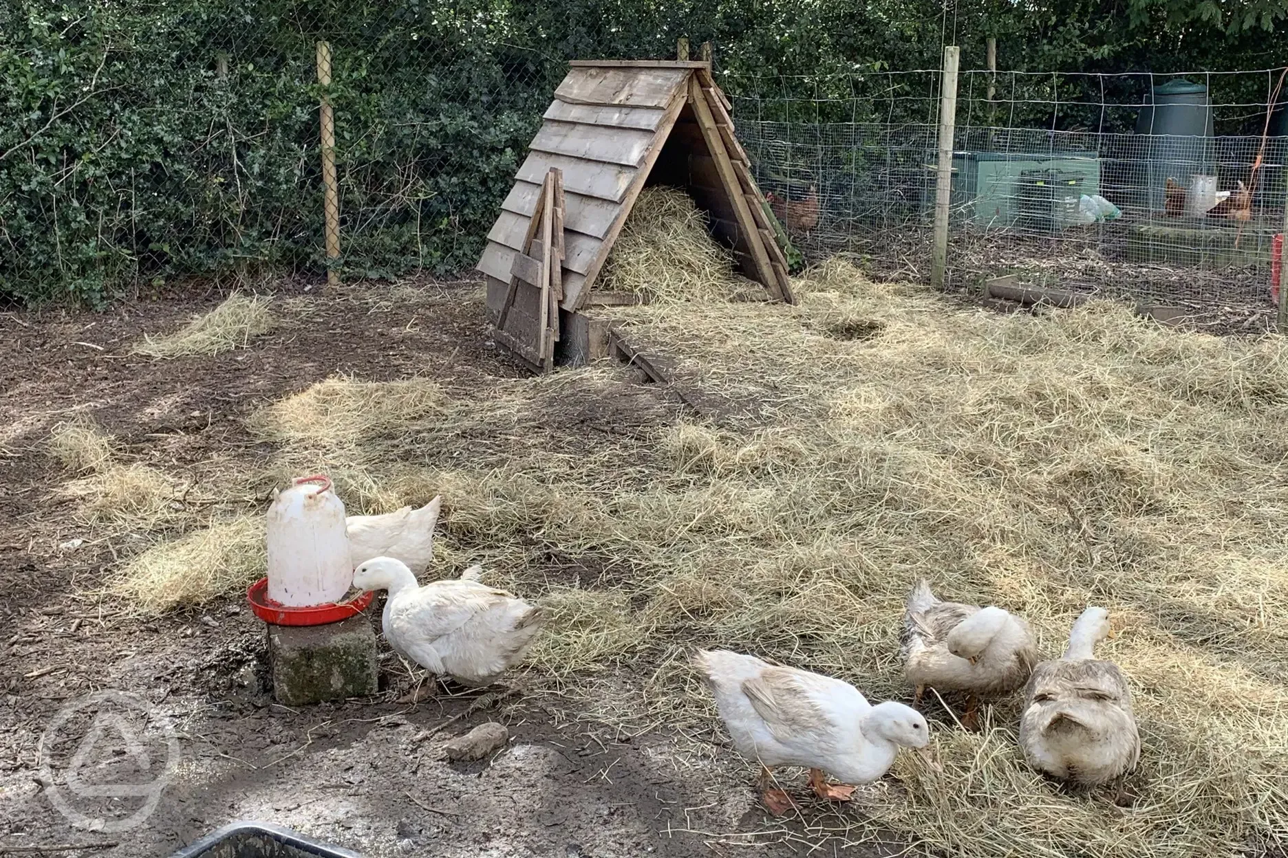 Ducks and chickens on site. FRESH EGGS