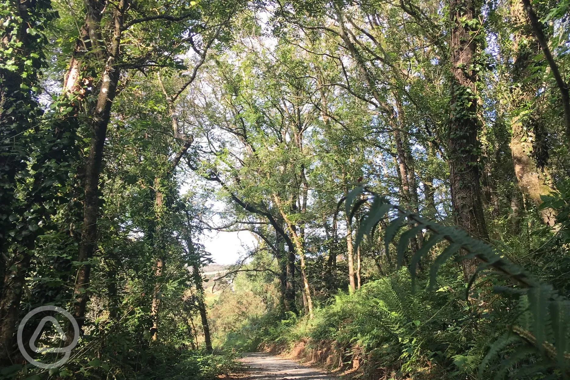 Path to the woods