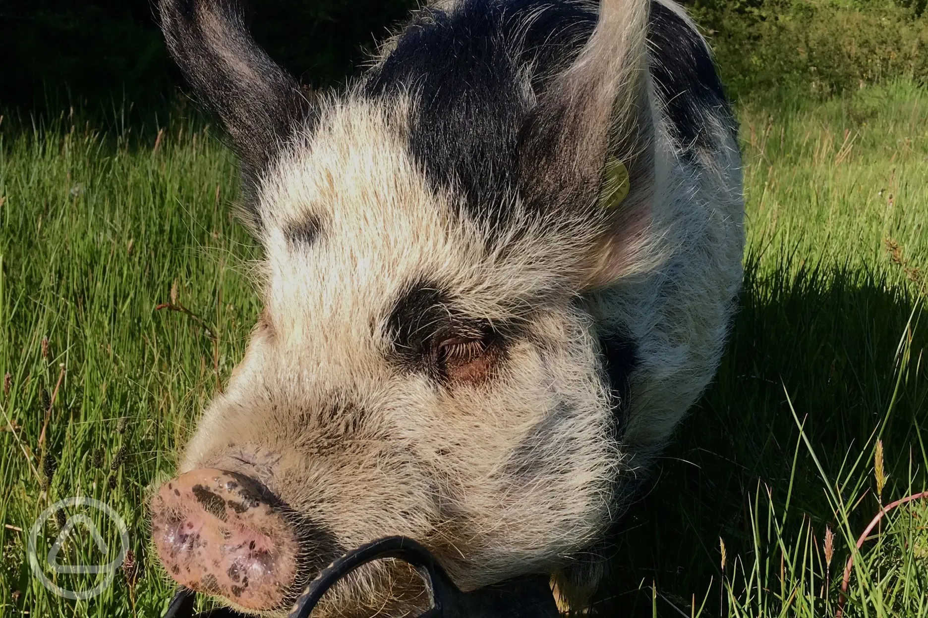 Gladys our kunekune pig