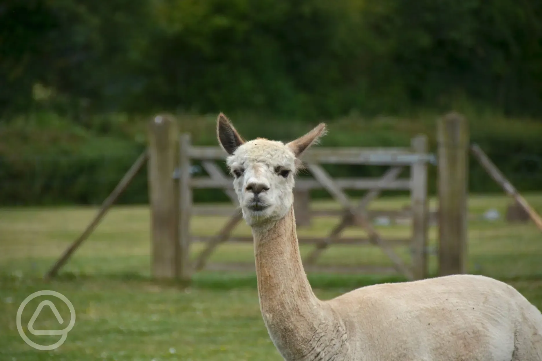 Llama