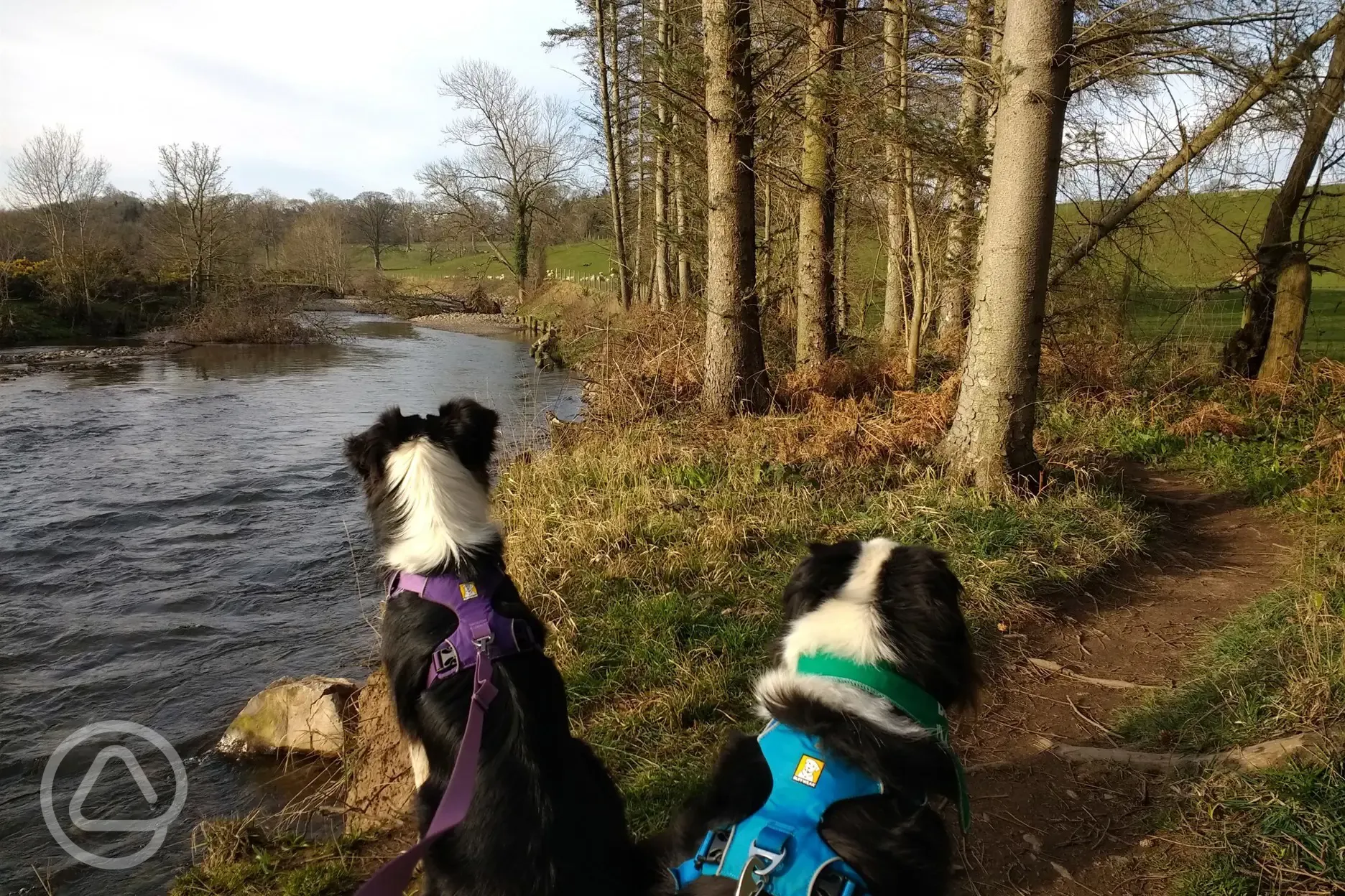 Rosie and Millie river Caldew