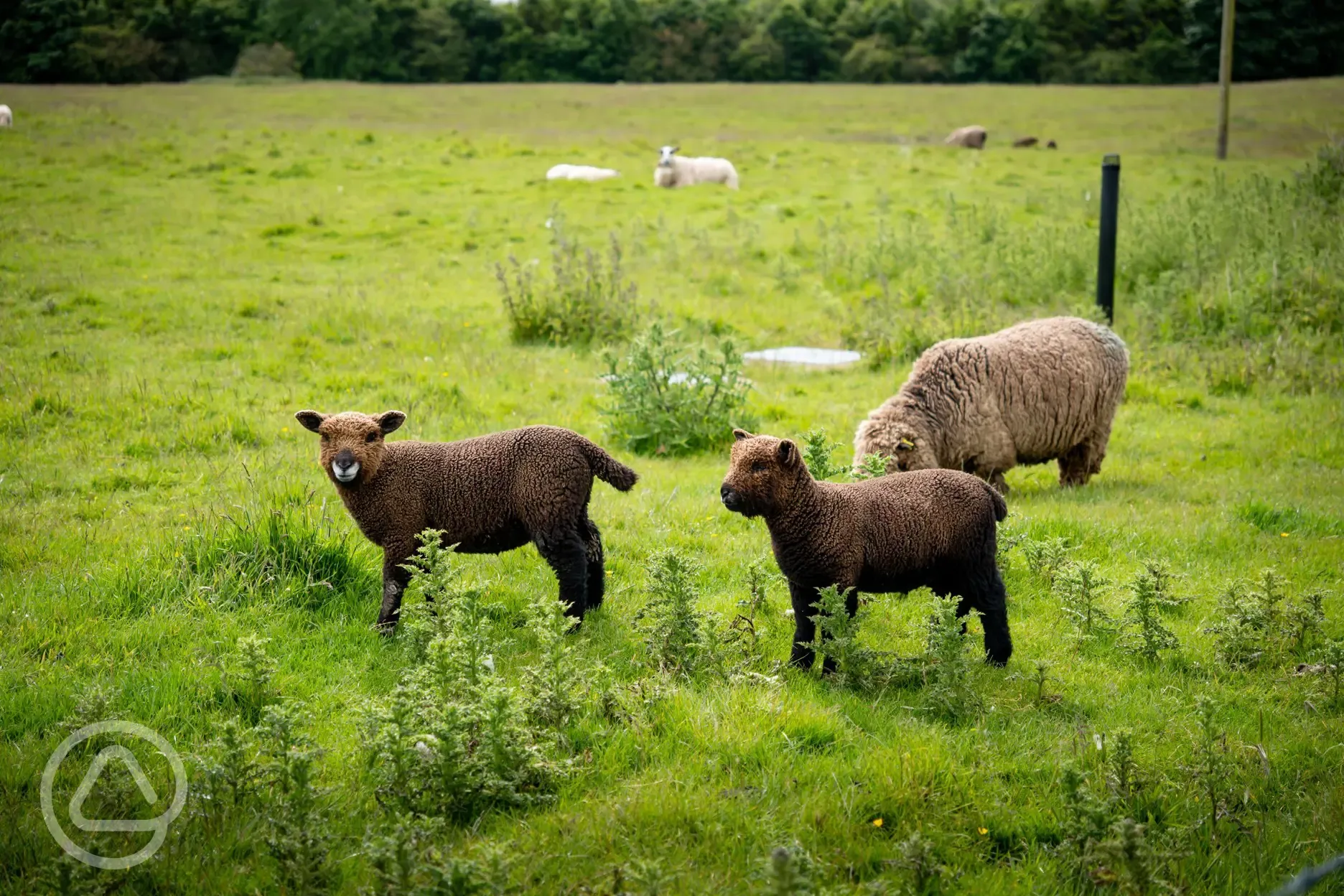 Sheep onsite