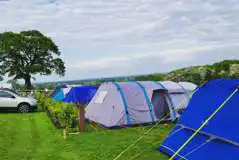 Grass tent pitches (optional electric)