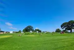 Grass pitches (optional electric)
