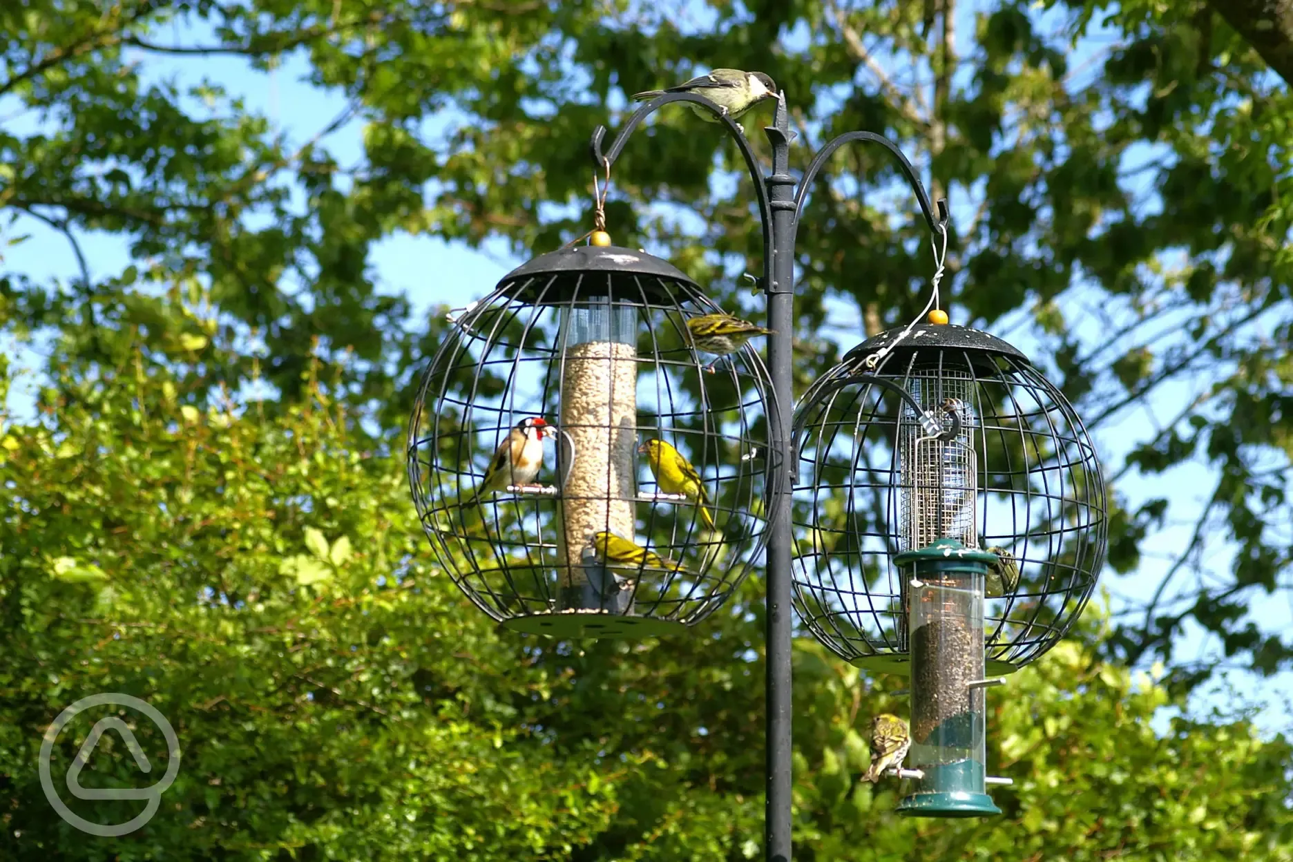 Bird feeding