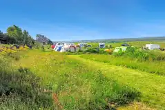 Non electric grass tent pitches surrounded by wild grass