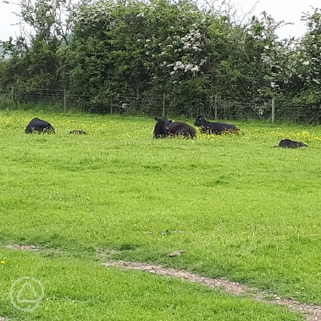 Cattle at West Field Farm Camping