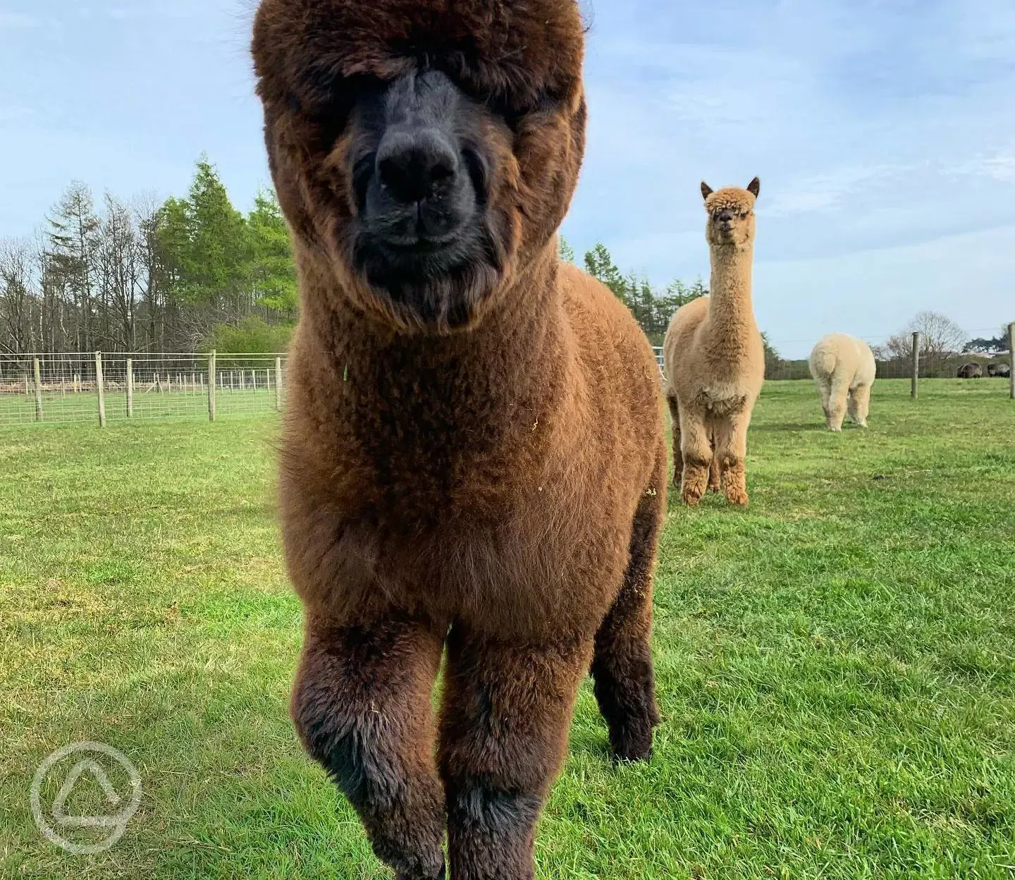 Meet the alpacas during your stay