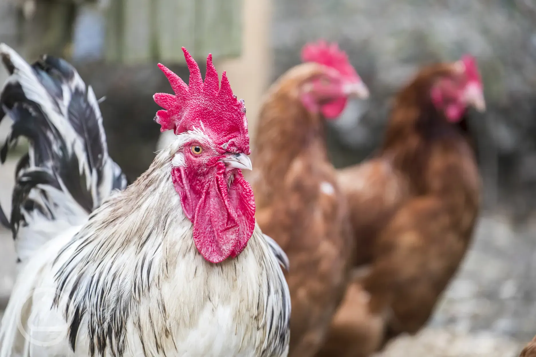 Your friendly welsh chickens