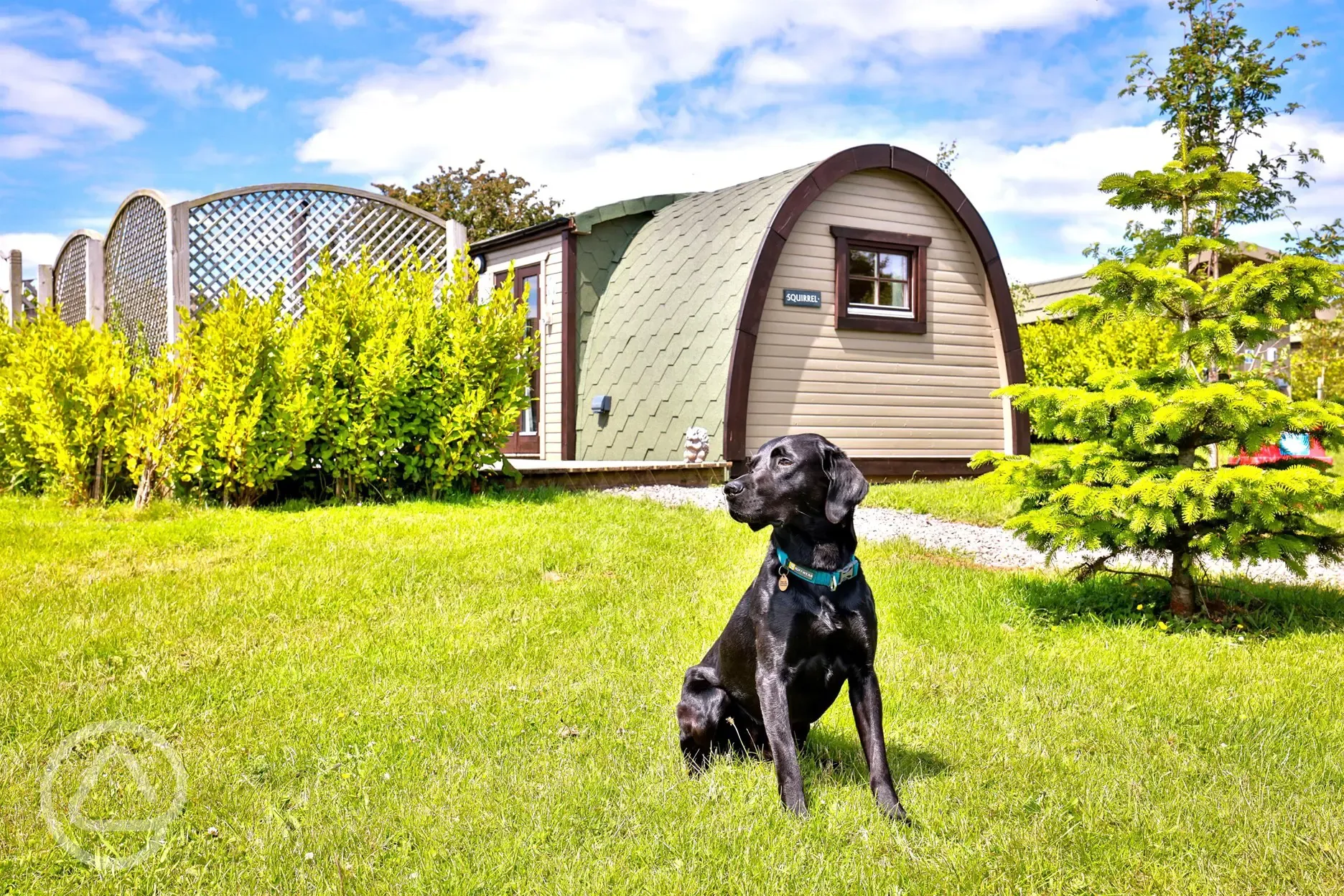 Dog friendly glamping