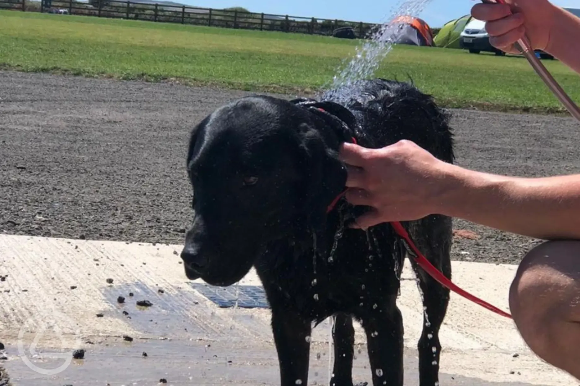 Cold outdoor shower for dogs