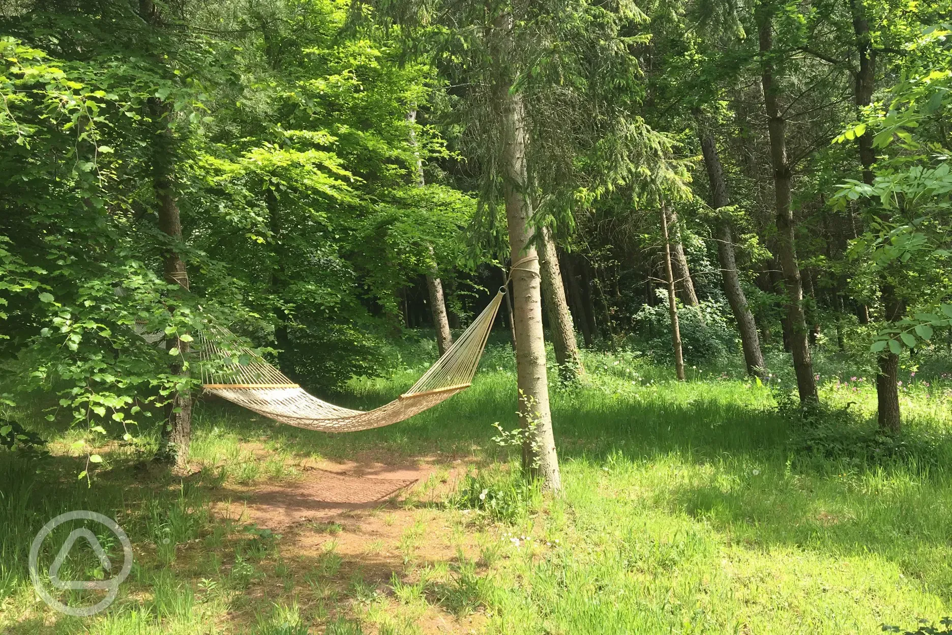 hammocks in the trees