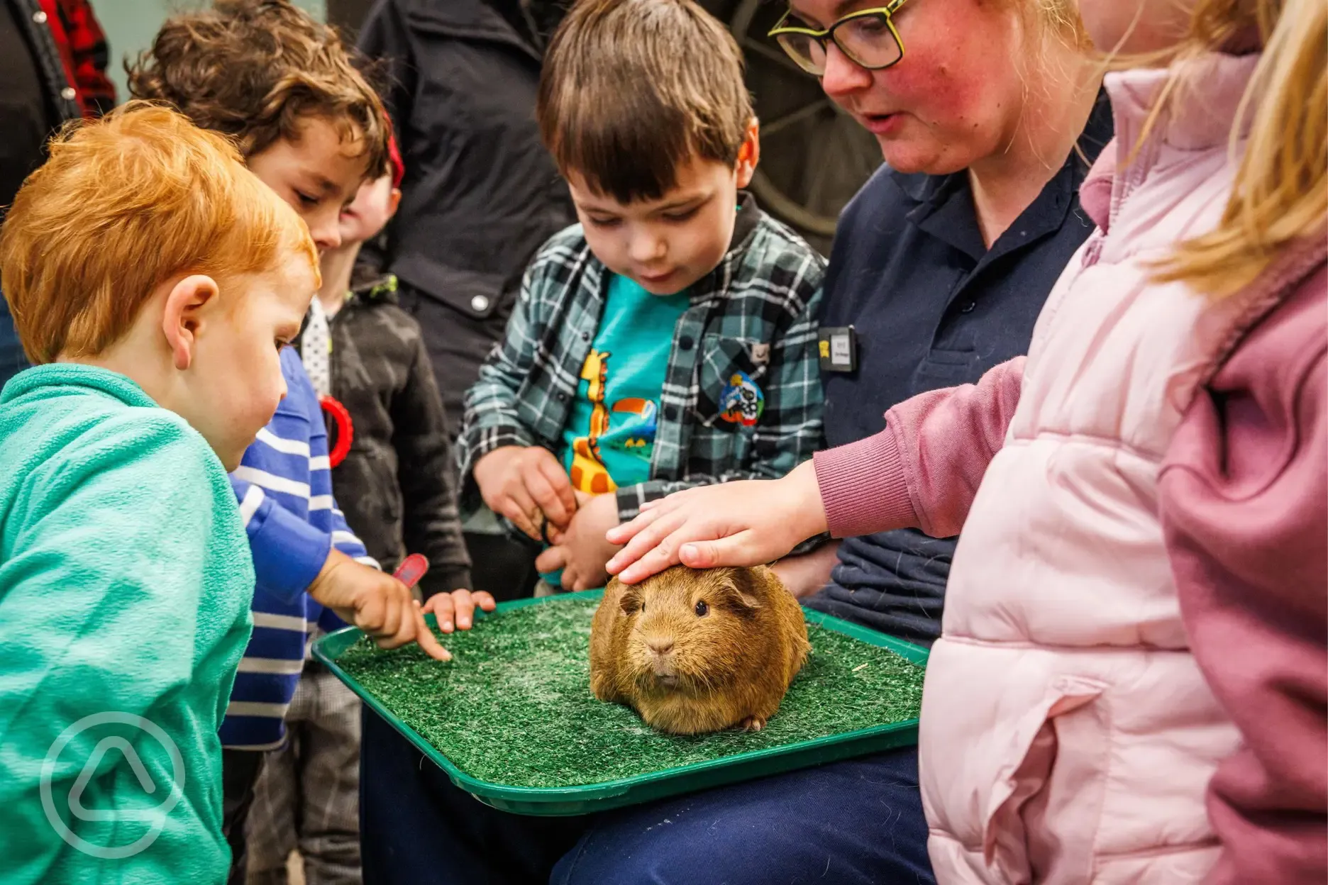Animal petting at Folly Farm Adventure Park and Zoo Animal petting at Folly Farm Adventure Park and Zoo
