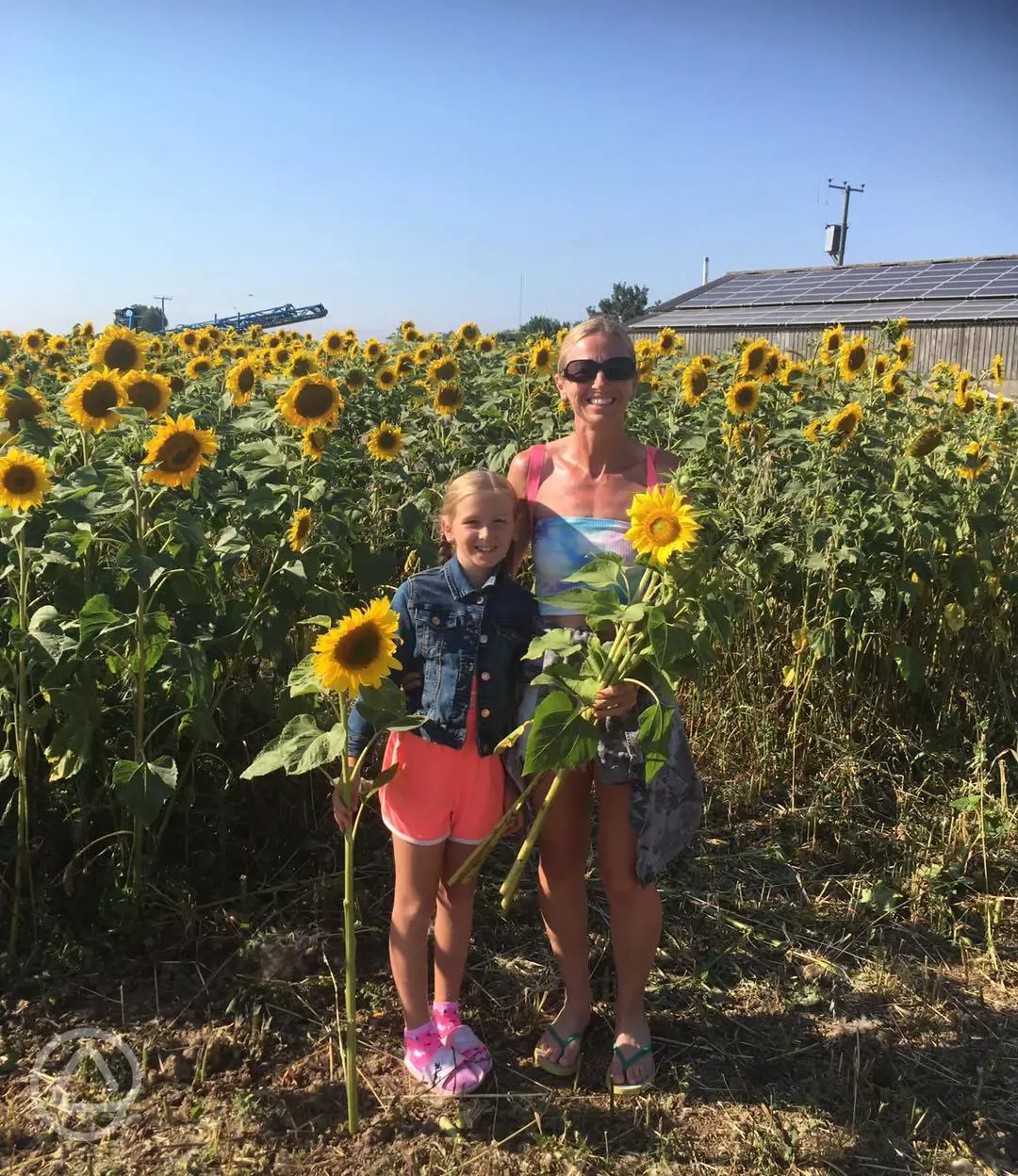 Nearby sunflowers 