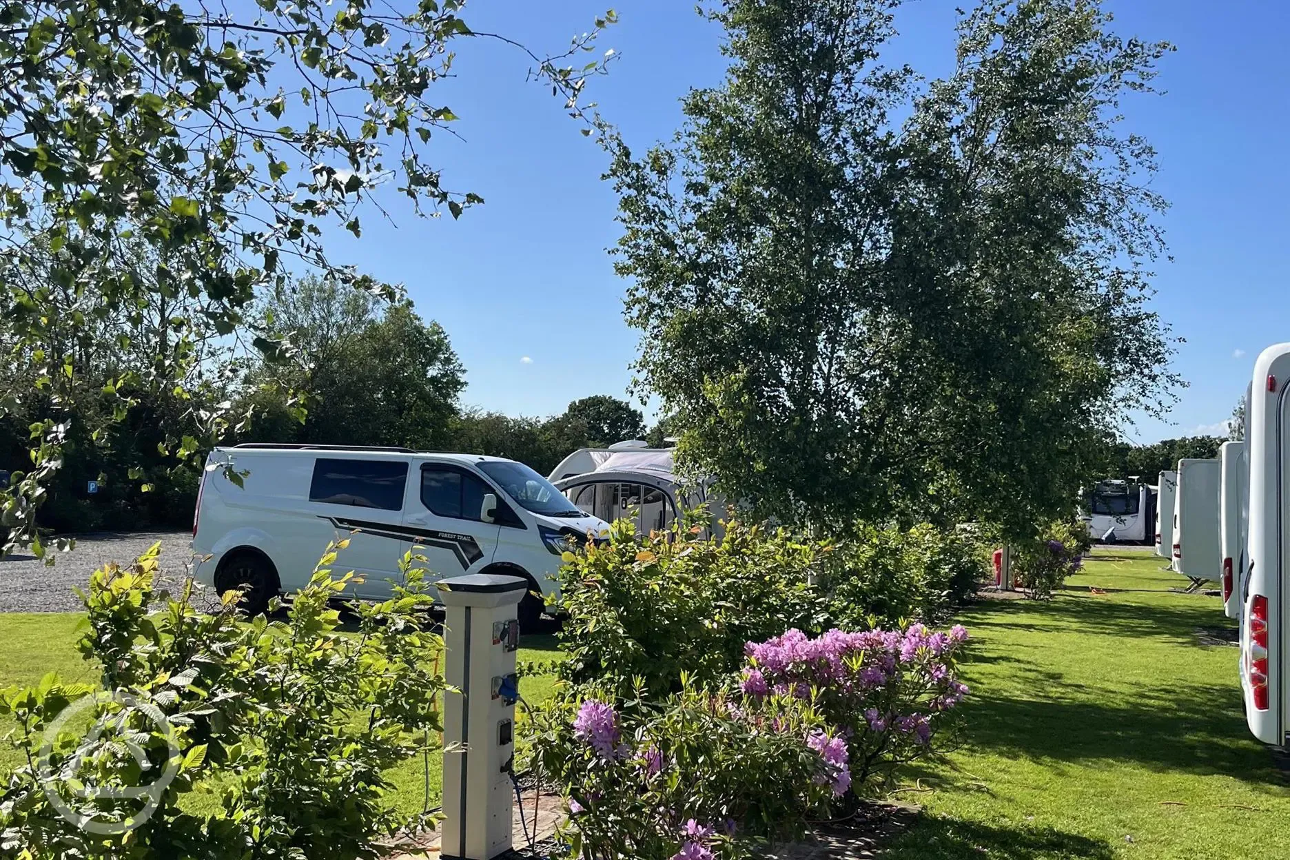 The rhododendrons are in bloom The rhododendrons are in bloom