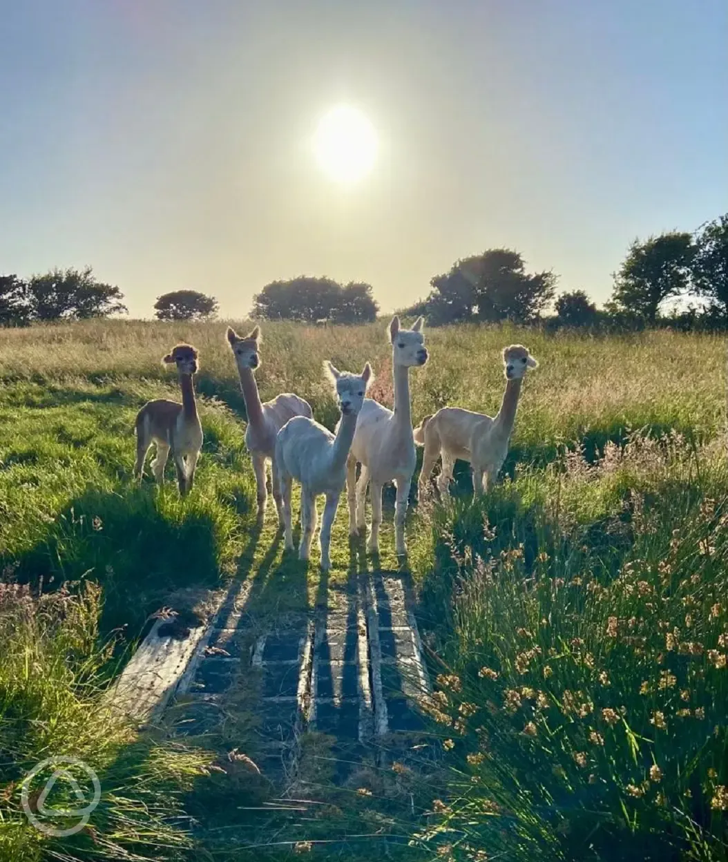 Alpacas