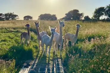 Alpacas