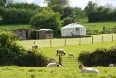  Pipistrelle Nook yurt across the fields with views of nearby sheep