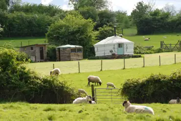  Pipistrelle Nook yurt across the fields with views of nearby sheep