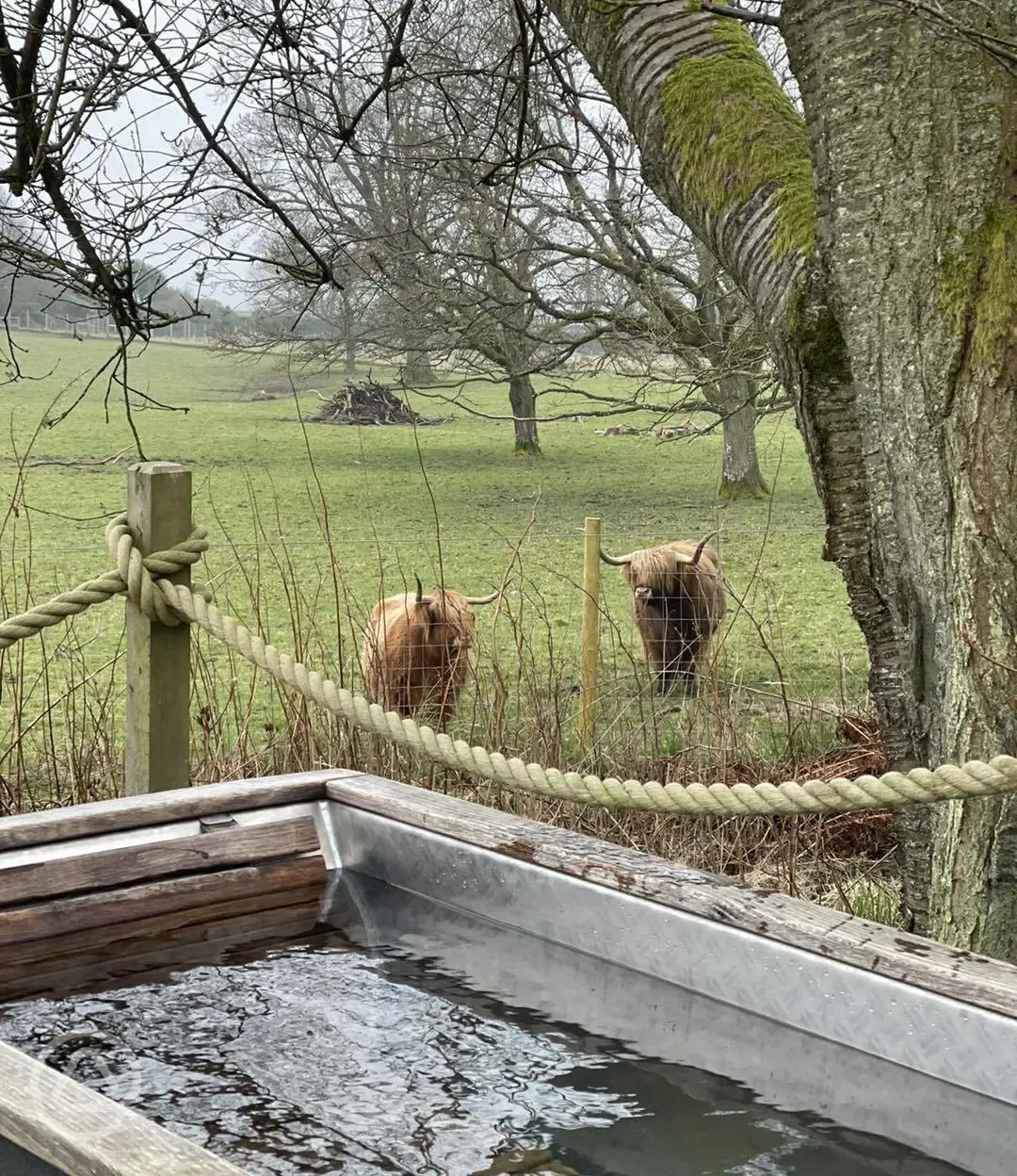 View of Highland cattle from the outdoor bath