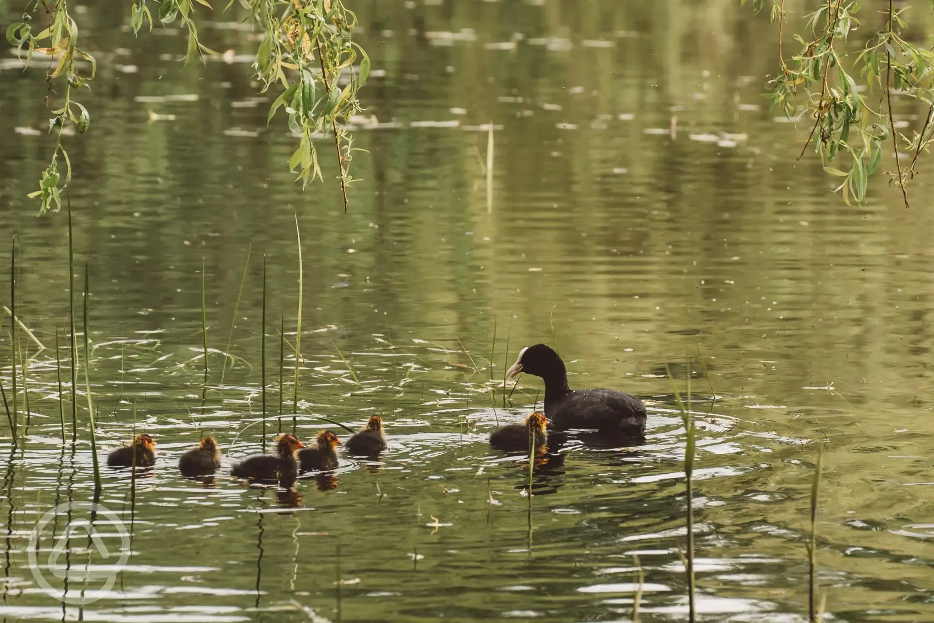 Coots on the lake