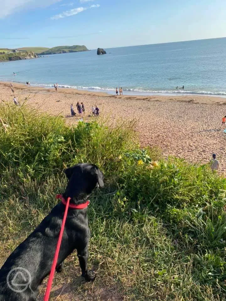 Dog friendly beaches